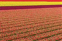 Trek.Today search results: Tulip fields, Keukenhof, The Netherlands