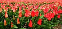 Trek.Today search results: Tulip fields, Keukenhof, The Netherlands