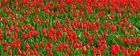 World & Travel: Tulip fields, Keukenhof, The Netherlands