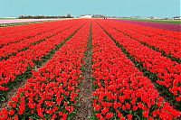 World & Travel: Tulip fields, Keukenhof, The Netherlands