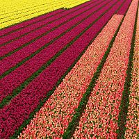 Trek.Today search results: Tulip fields, Keukenhof, The Netherlands