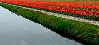 World & Travel: Tulip fields, Keukenhof, The Netherlands