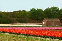 Trek.Today search results: Tulip fields, Keukenhof, The Netherlands