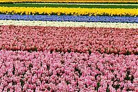 World & Travel: Tulip fields, Keukenhof, The Netherlands