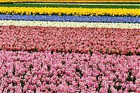 Trek.Today search results: Tulip fields, Keukenhof, The Netherlands