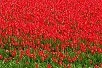 World & Travel: Tulip fields, Keukenhof, The Netherlands