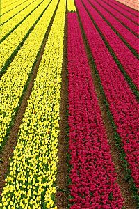 Trek.Today search results: Tulip fields, Keukenhof, The Netherlands