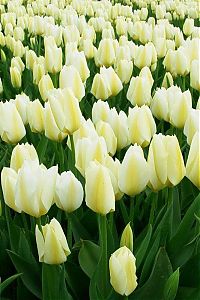 World & Travel: Tulip fields, Keukenhof, The Netherlands