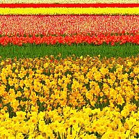 Trek.Today search results: Tulip fields, Keukenhof, The Netherlands