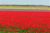 World & Travel: Tulip fields, Keukenhof, The Netherlands