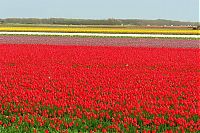 Trek.Today search results: Tulip fields, Keukenhof, The Netherlands