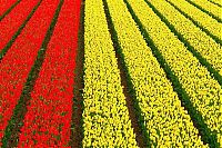 Trek.Today search results: Tulip fields, Keukenhof, The Netherlands