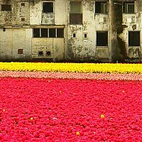 World & Travel: Tulip fields, Keukenhof, The Netherlands