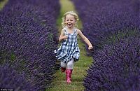 World & Travel: Lavender fields