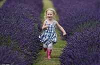 Trek.Today search results: Lavender fields