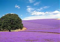 World & Travel: Lavender fields