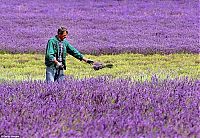 World & Travel: Lavender fields