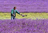 Trek.Today search results: Lavender fields