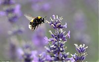 Trek.Today search results: Lavender fields