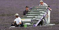 World & Travel: Lavender fields