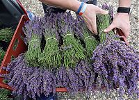 Trek.Today search results: Lavender fields