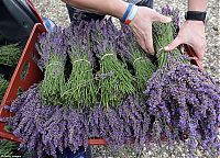 World & Travel: Lavender fields