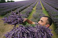 World & Travel: Lavender fields