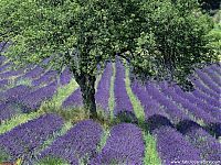 Trek.Today search results: Lavender fields