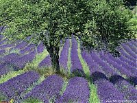 World & Travel: Lavender fields