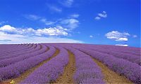 World & Travel: Lavender fields