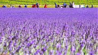 World & Travel: Lavender fields