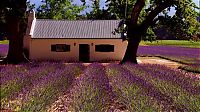 World & Travel: Lavender fields