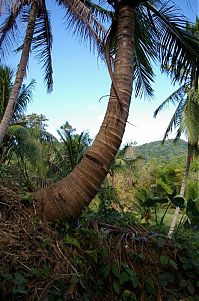 Trek.Today search results: Jamaica