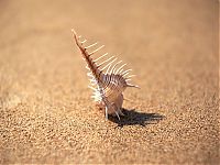 Trek.Today search results: desert sand dunes landscape photography