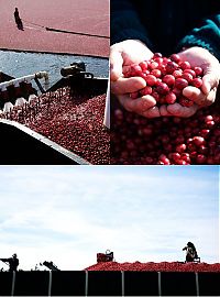 Trek.Today search results: Harvesting cranberries in England, United Kingdom