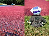 World & Travel: Harvesting cranberries in England, United Kingdom