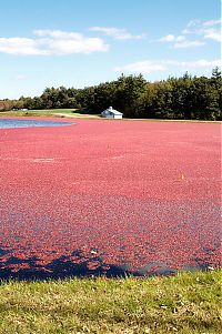 World & Travel: Harvesting cranberries in England, United Kingdom