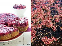 World & Travel: Harvesting cranberries in England, United Kingdom