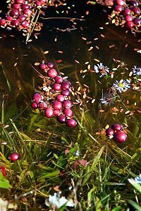 Trek.Today search results: Harvesting cranberries in England, United Kingdom