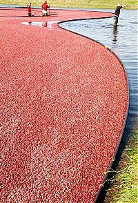 Trek.Today search results: Harvesting cranberries in England, United Kingdom