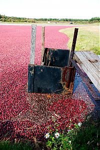 Trek.Today search results: Harvesting cranberries in England, United Kingdom