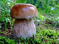 World & Travel: mushrooms