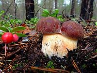 Trek.Today search results: mushrooms