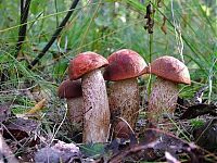 Trek.Today search results: mushrooms