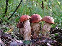 World & Travel: mushrooms