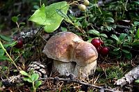 Trek.Today search results: mushrooms