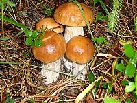 Trek.Today search results: mushrooms