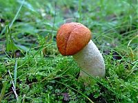 Trek.Today search results: mushrooms