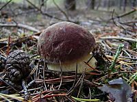 World & Travel: mushrooms