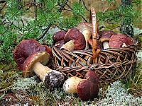 World & Travel: mushrooms